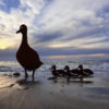 Walking Duck Family Garden Stakes - Australian Made Rusted Metal Garden Art - Image 2