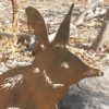 A handmade Bilby standing garden stake made from Corten steel, measuring 27 cm, showcasing its charming long-nosed design in an outdoor garden setting