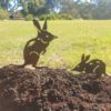 Bilby Standing Garden Stake - Australian Made Rusted Metal Garden Art - Image 4