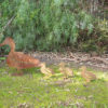 Standing Duck Family Garden Stake - Australian Made Rusted Metal Garden Art - Image 2