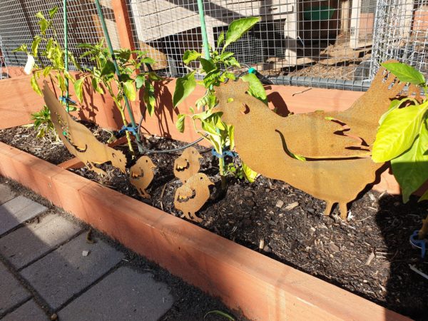 Pecking Hen Family Garden Stakes - Australian Made Rusted Metal Garden Art - Image 6