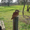 Kookaburra Post Topper - Australian Made Rusted Metal Garden Art - Image 5