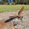 Dragonfly - Australian Made Rusted Metal Garden Art - Image 7
