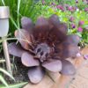Flower - Australian Made Rusted Metal Garden Art - Image 7