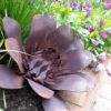 Flower - Australian Made Rusted Metal Garden Art - Image 2